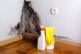 Bayside, WI Mold Removal Services Company